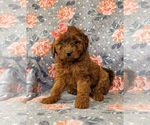 Small Photo #3 Irish Doodle Puppy For Sale in PEACH BOTTOM, PA, USA