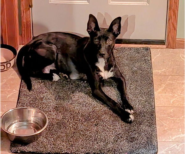 Medium Photo #15 Mutt Puppy For Sale in Minneapolis, MN, USA