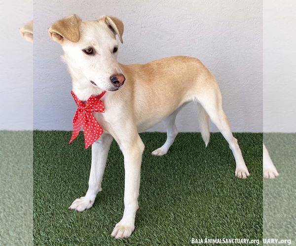 Medium Photo #2 Mutt Puppy For Sale in San Diego, CA, USA