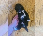 Small Photo #7 Australian Retriever Puppy For Sale in DAYTON, OH, USA