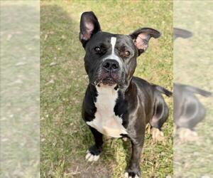Boxer Dogs for adoption in Conroe, TX, USA