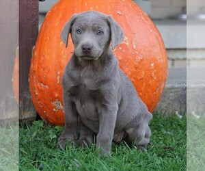 Labrador Retriever Puppy for sale in FREDERICKSBG, OH, USA