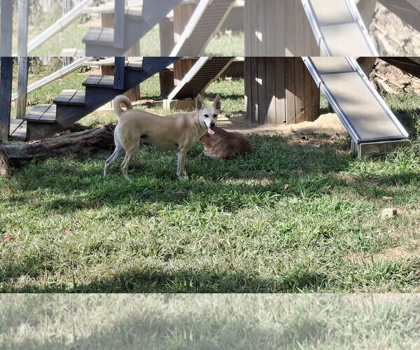 Medium Photo #13 Saluki-Whippet Mix Puppy For Sale in Sebec, ME, USA