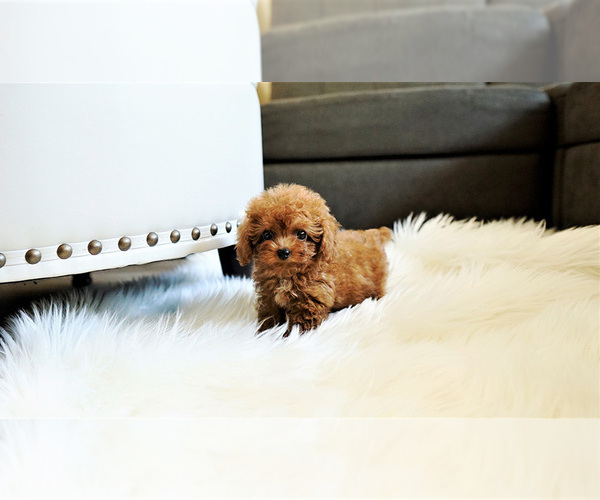 Medium Photo #1 Poodle (Standard) Puppy For Sale in LAS VEGAS, NV, USA