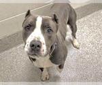 Small #2 American Pit Bull Terrier-Labrador Retriever Mix