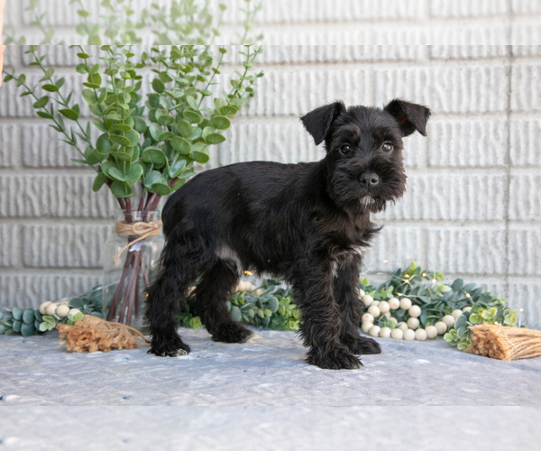 Medium Photo #1 Schnauzer (Miniature) Puppy For Sale in BALTIC, OH, USA