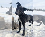 Small Photo #4 Pointer-Siberian Husky Mix Puppy For Sale in Fairbanks, AK, USA