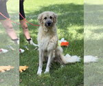 Small Great Pyrenees
