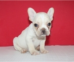 Puppy 1 French Bulldog