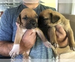 Small Photo #2 America Bandogge Mastiff-American Bandogge Mix Puppy For Sale in MONTROSS, VA, USA