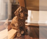 Small Photo #3 Poodle (Miniature) Puppy For Sale in TAMPA, FL, USA
