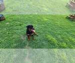 Small Photo #1 Rottweiler Puppy For Sale in SPARKS, GA, USA