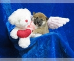 Small Photo #1 Shiba Inu Puppy For Sale in NORWOOD, MO, USA