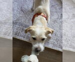 Small #10 Mutt