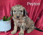 Puppy Peyton Bernedoodle