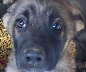 German Shepherd Dog Puppy for sale in BROOKLYN, MI, USA
