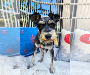 - Mix Dogs for adoption in San Diego, CA, USA