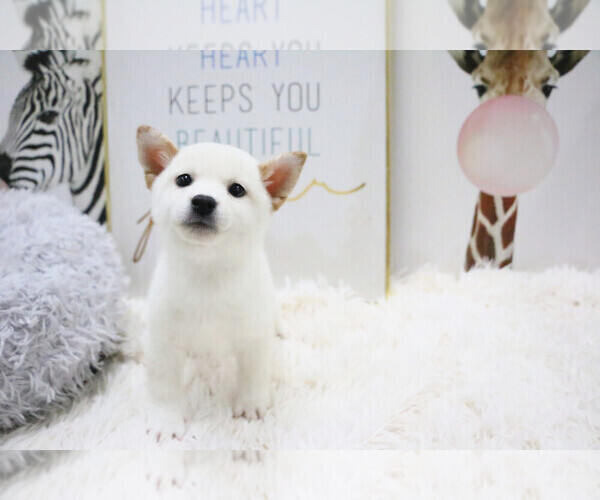 Medium Photo #3 Shiba Inu Puppy For Sale in HILO, HI, USA