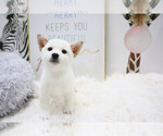 Small Photo #3 Shiba Inu Puppy For Sale in HILO, HI, USA
