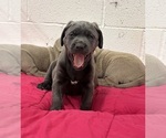 Puppy Duchess Labrador Retriever