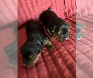 Yorkshire Terrier Puppy for sale in SALUDA, SC, USA