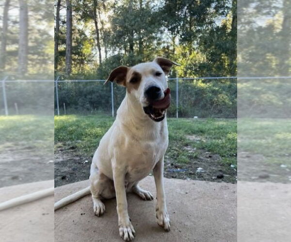 Medium Photo #1 Labrador Retriever-Unknown Mix Puppy For Sale in New Orleans, LA, USA