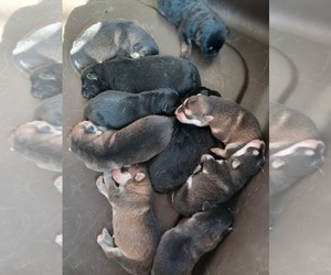 German Shepherd Dog Puppy for sale in WINGO, KY, USA