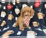 Small #4 Cavapoo (Standard)