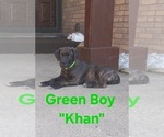 Small Photo #3 Cane Corso Puppy For Sale in DANVILLE, IL, USA
