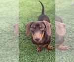 Small #1 Dachshund