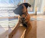 Small #18 German Shepherd Dog Mix