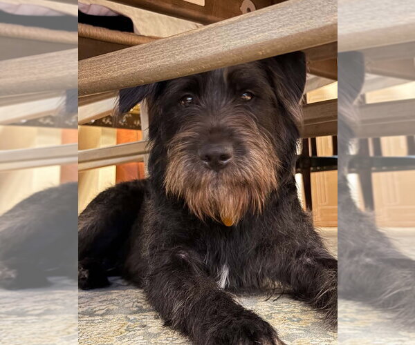 Medium Photo #4 Mutt Puppy For Sale in Springdale, PA, USA