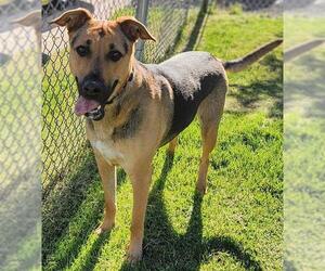 American Staffordshire Terrier-German Shepherd Dog Mix Dogs for adoption in Ogden, UT, USA