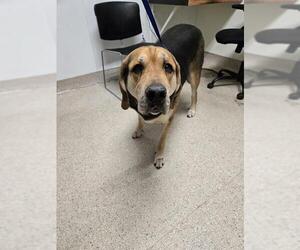 Black and Tan Coonhound Dogs for adoption in Bakersfield, CA, USA