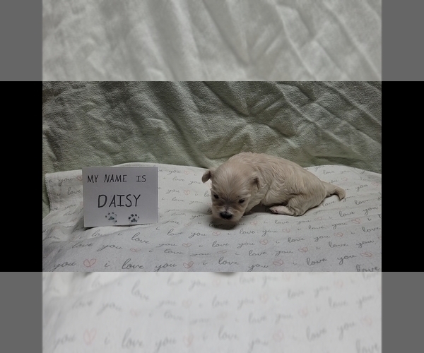 Medium Photo #27 Maltipoo (Miniature) Puppy For Sale in BROOKFIELD, MO, USA