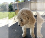Small Photo #13 Poodle (Standard) Puppy For Sale in BAKERSFIELD, CA, USA