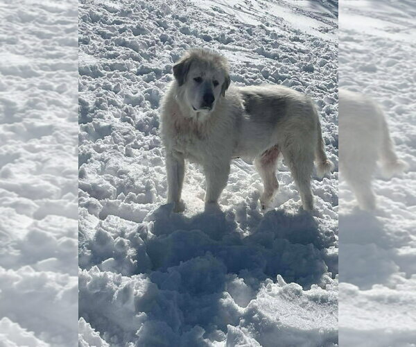 Medium Photo #2 Great Pyrenees Puppy For Sale in Aurora, IN, USA