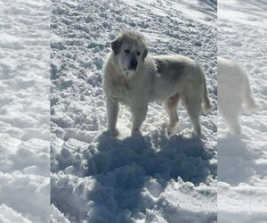 RC Washy - Male Great Pyrenees Dog for Adoption - Photo #2
