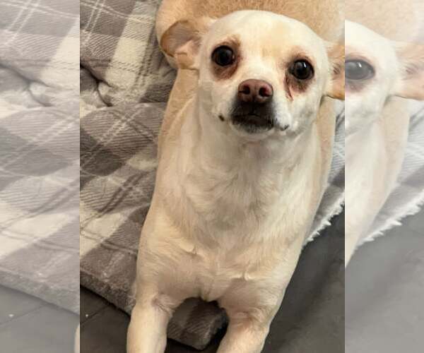 Medium Photo #1 Chihuahua Puppy For Sale in MIDWAY, UT, USA