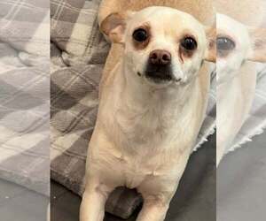 Chihuahua Dogs for adoption in MIDWAY, UT, USA