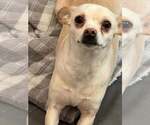 Small Chihuahua