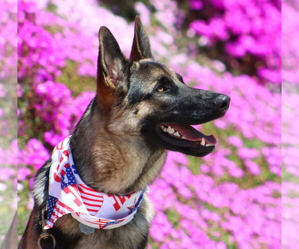 Medium Photo #1 German Shepherd Dog Puppy For Sale in San Diego, CA, USA