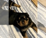 Small #3 Rottweiler