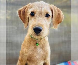 Colonial Cocker Spaniel-Unknown Mix Dogs for adoption in San Diego, CA, USA