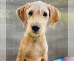 Small Colonial Cocker Spaniel Mix