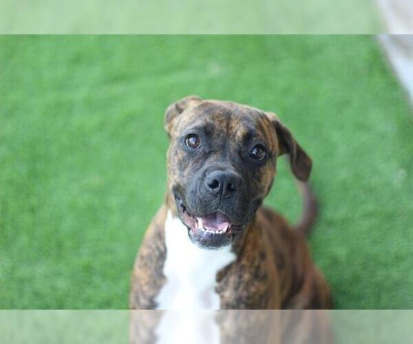 Medium Photo #1 Boxer-Unknown Mix Puppy For Sale in Grand Prairie, TX, USA