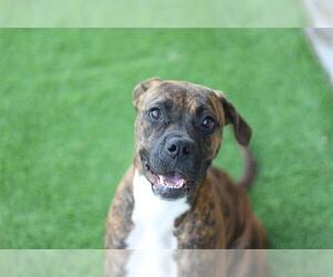 Boxer-Unknown Mix Dogs for adoption in Grand Prairie, TX, USA