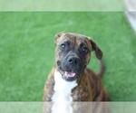 SOPHIE - Female Boxer-Unknown Mix Dog for Adoption - Small photo