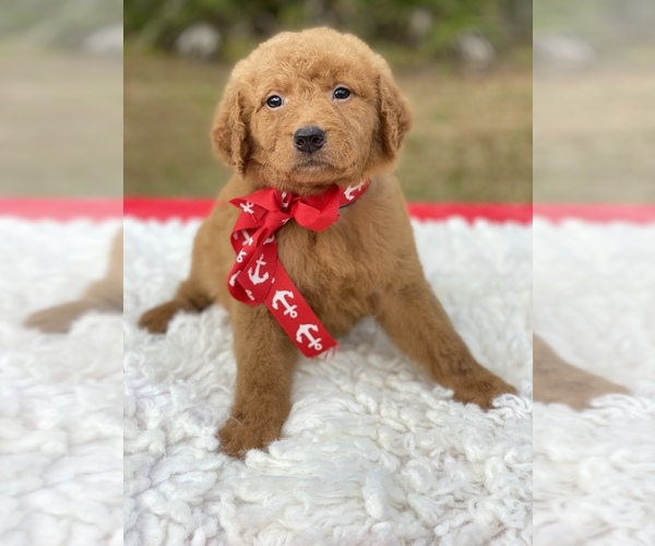 Medium Photo #8 Goldendoodle Puppy For Sale in FROSTPROOF, FL, USA