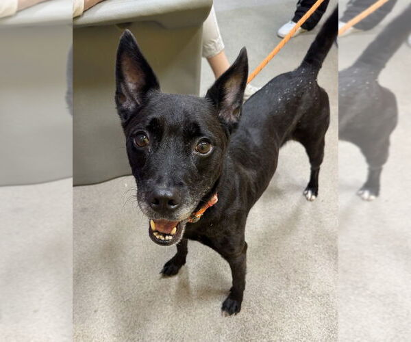 Medium Photo #2 Labrador Retriever-Unknown Mix Puppy For Sale in Greenbelt, MD, USA